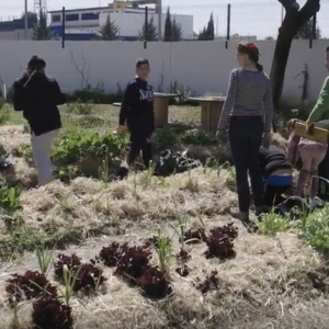 “Fuera de cuadro” o como construir cinco jardines singulares en cinco colegios de Sevilla